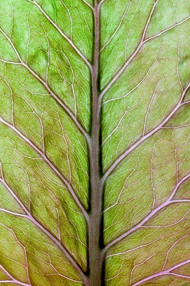 Leaf veins of Cardiocrinum giganteum