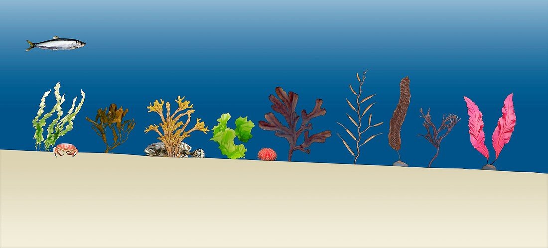 Sea plants,illustration