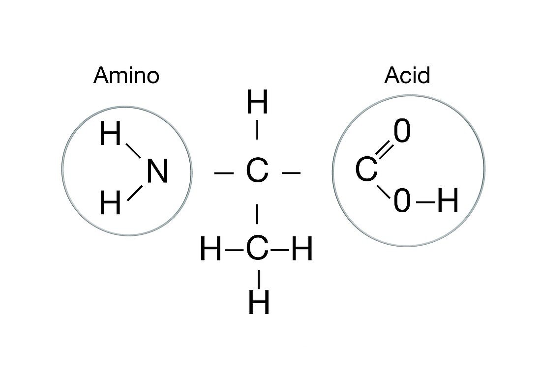 Amino acid structure,illustration