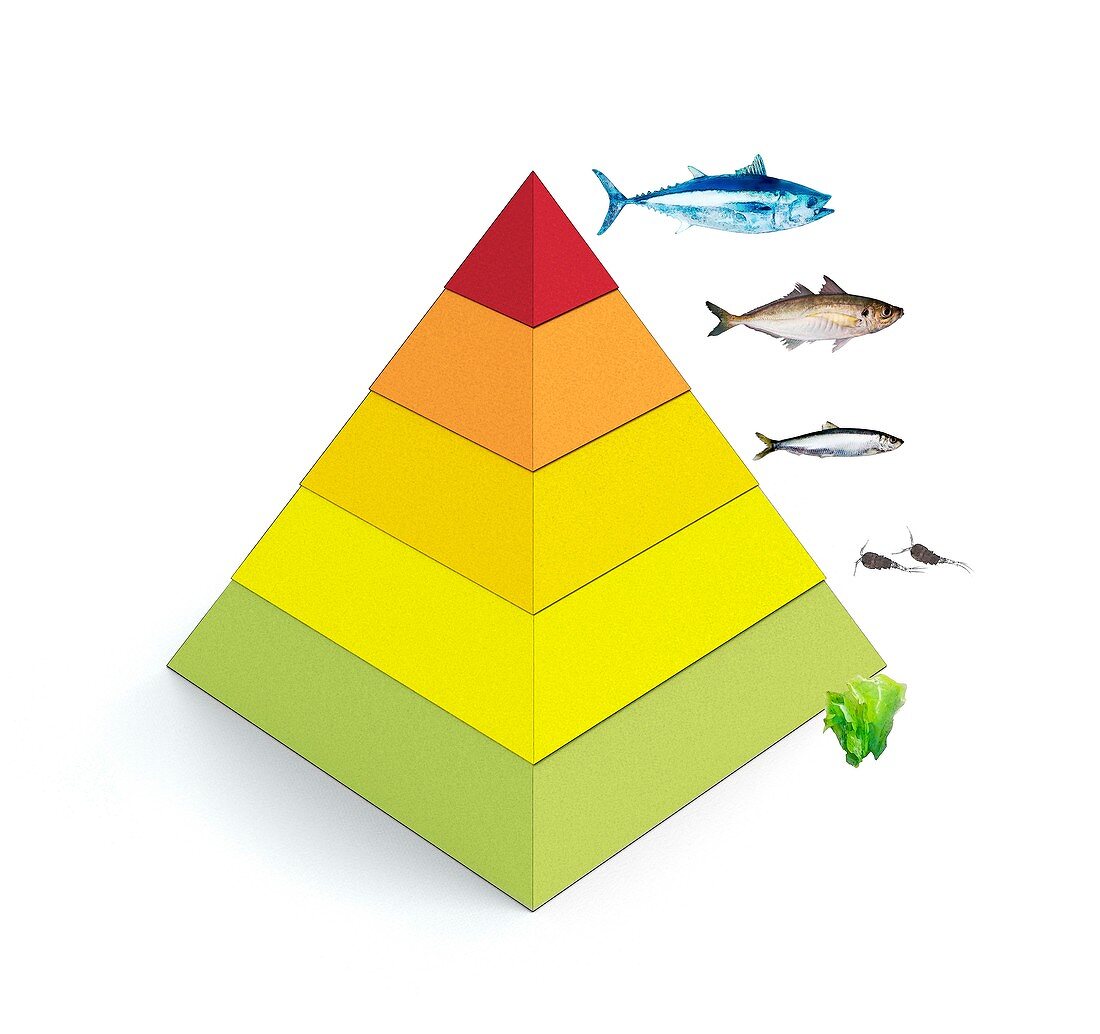 Trophic levels in the sea,illustration