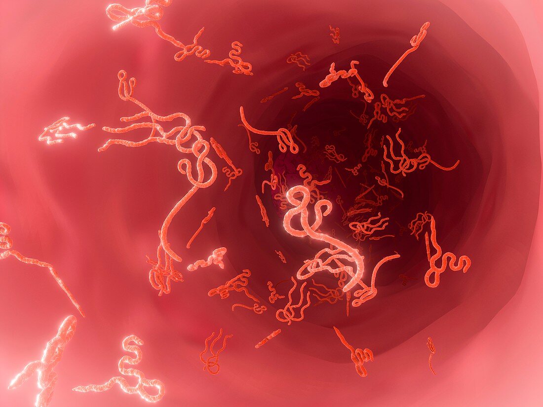 Ebola virus particles,illustration