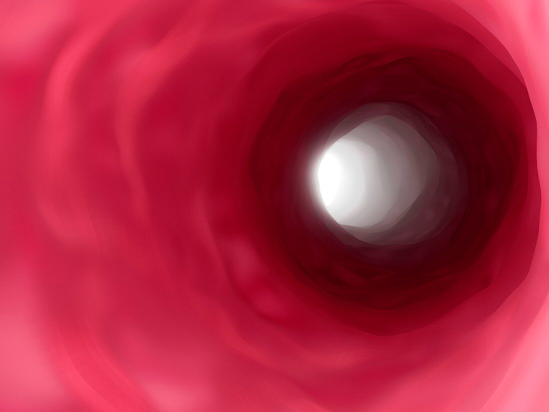 Interior of a vein,illustration