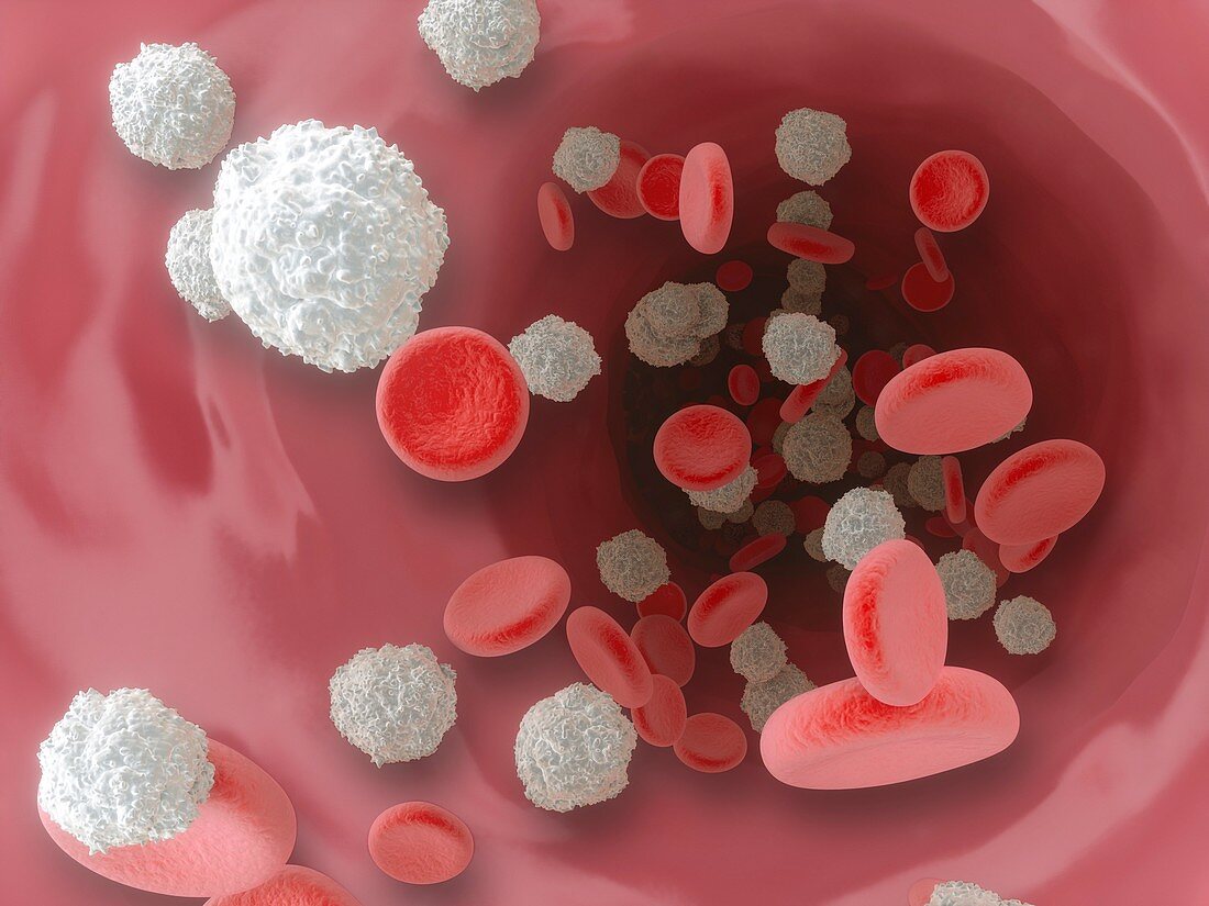 Blood cells in a vein,illustration