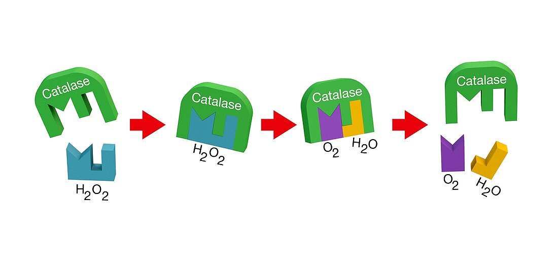 Action of catalase on hydrogen peroxide