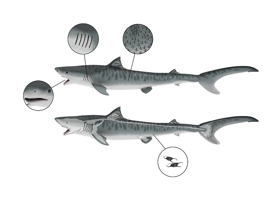 Shark anatomy,illustration