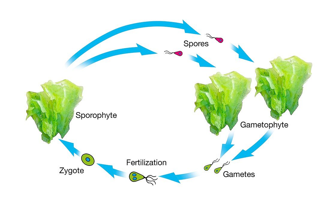 Algae and plant life-cycle,illustration