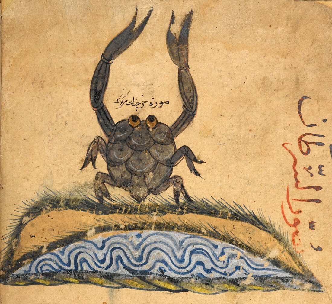 Crab,illustration