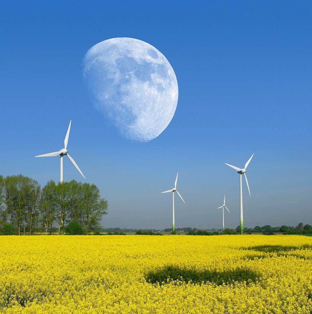 Moon over wind turbines in a field