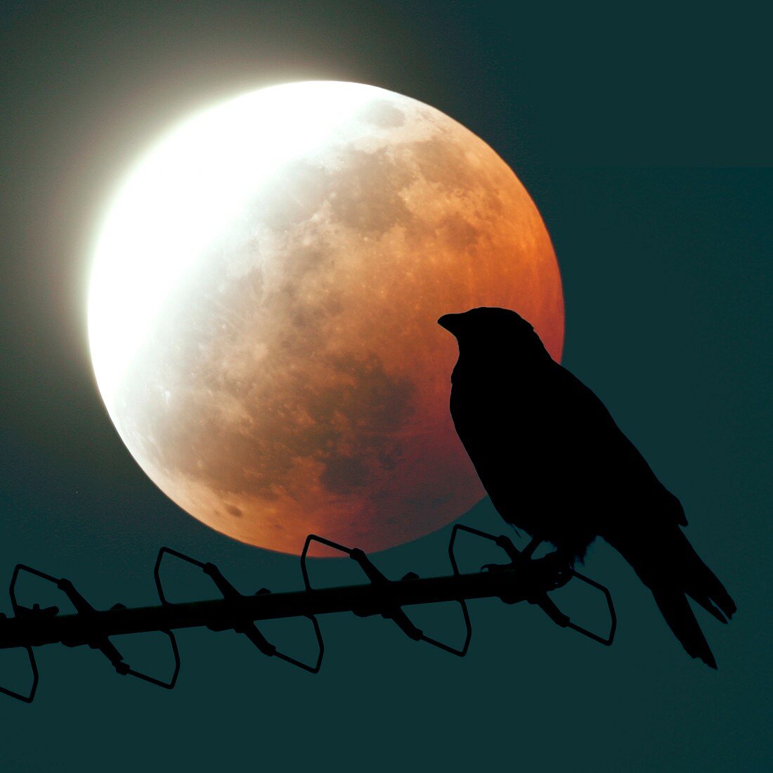 Crow and lunar eclipse