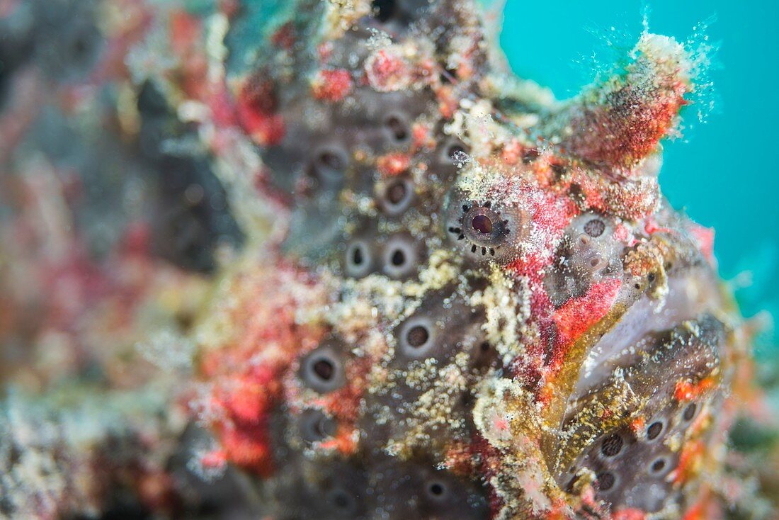 Face of a frogfish