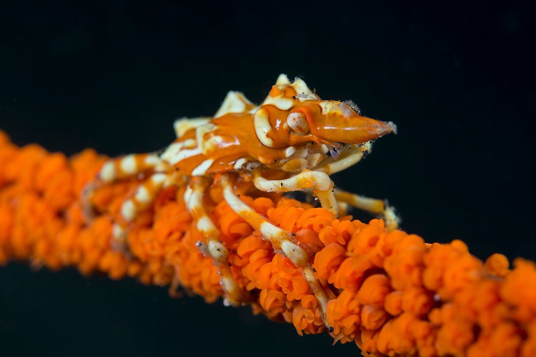 Coral wire crab
