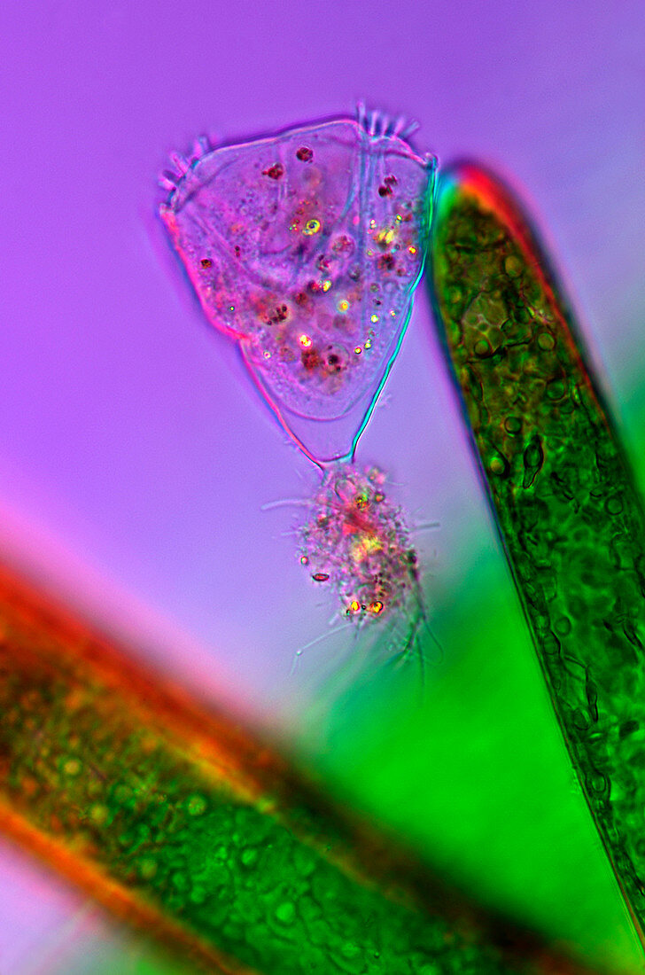 Suctoria on green algae,light micrograph