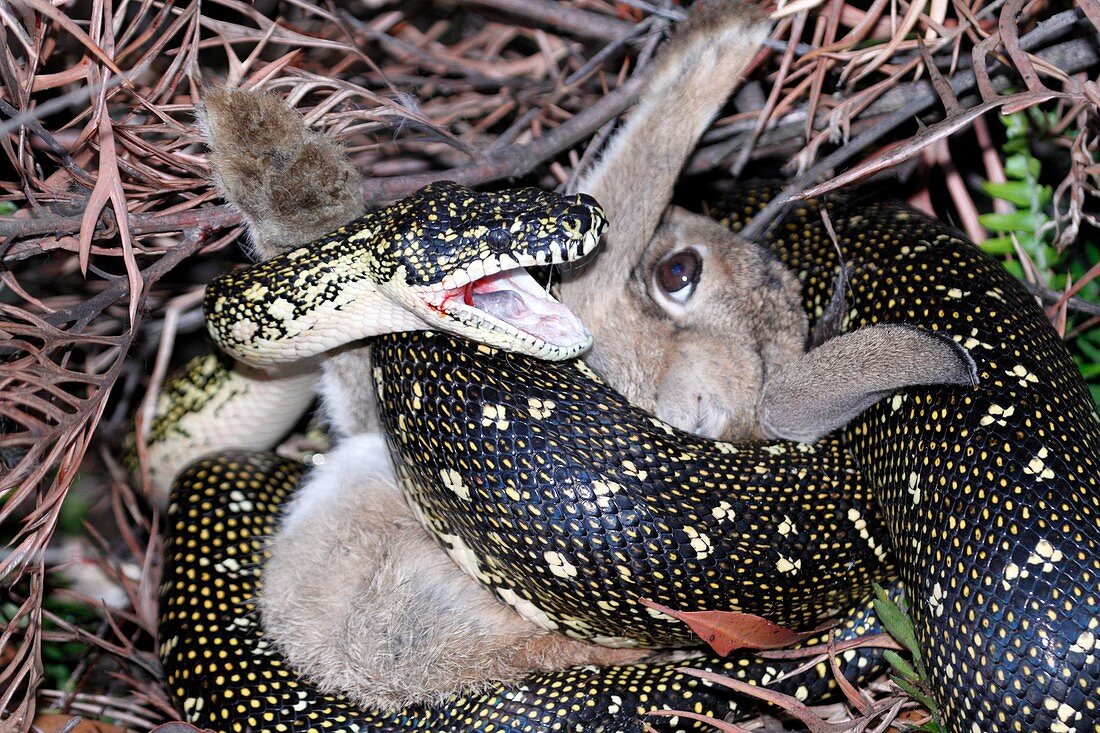 Python suffocating a rabbit