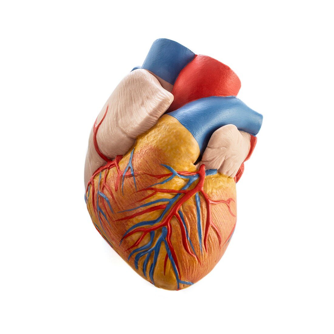 Heart anatomy model