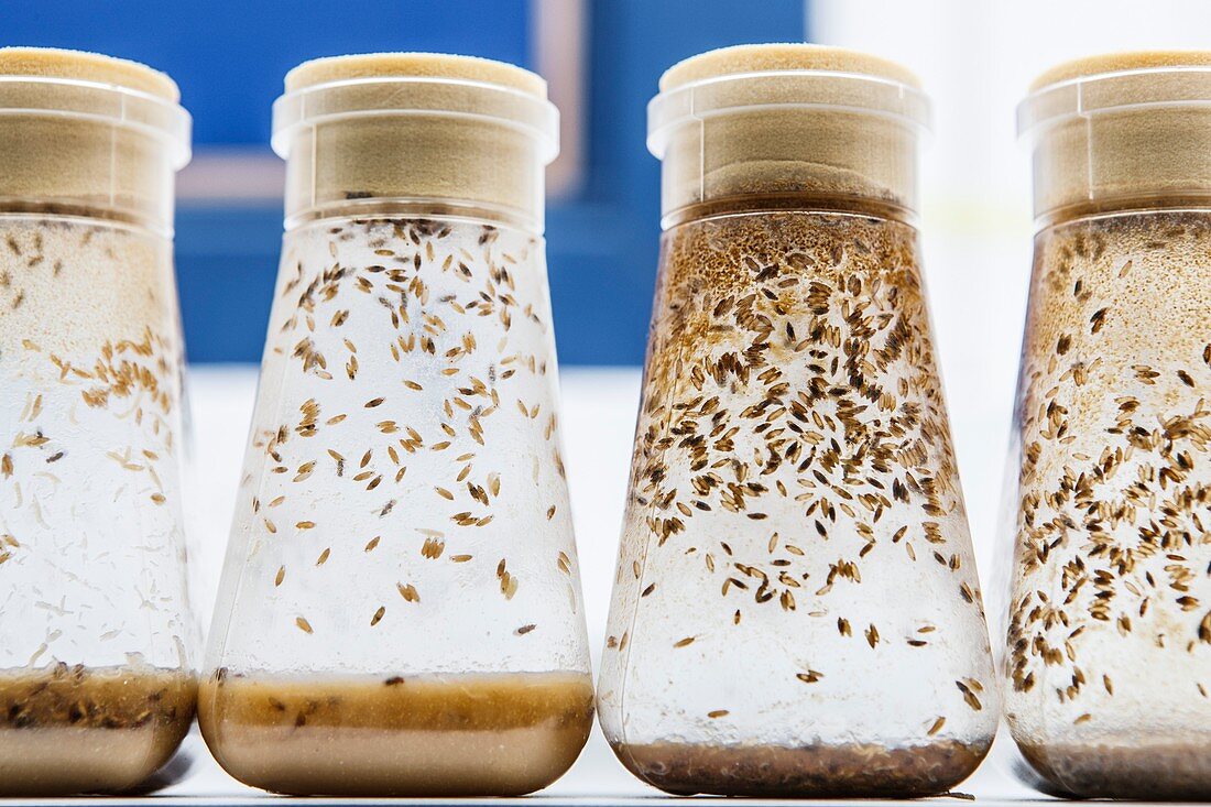 Breeding fruit flies for research