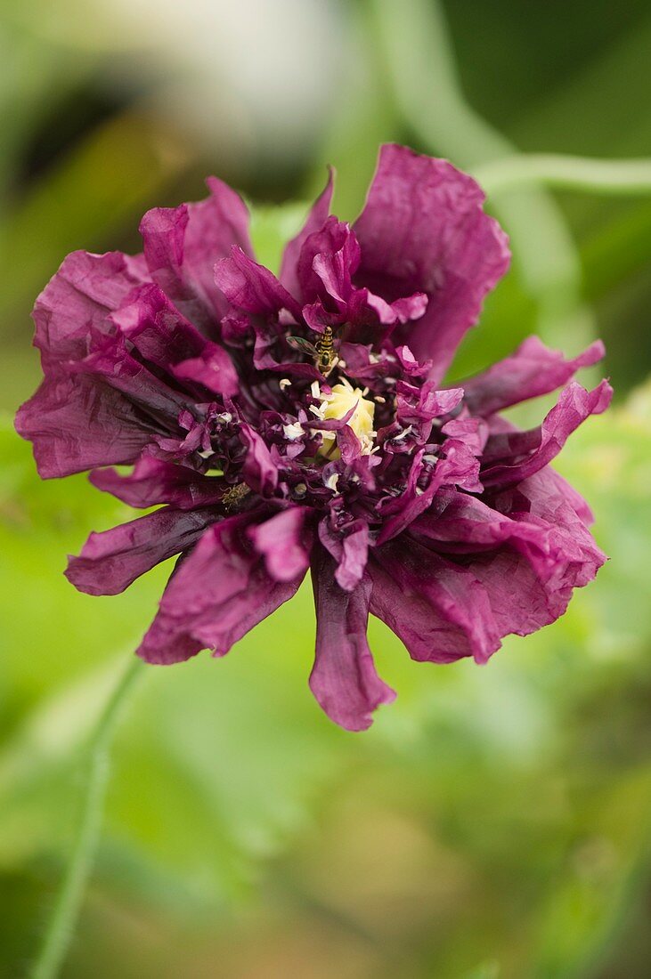 Purple Peony poppy