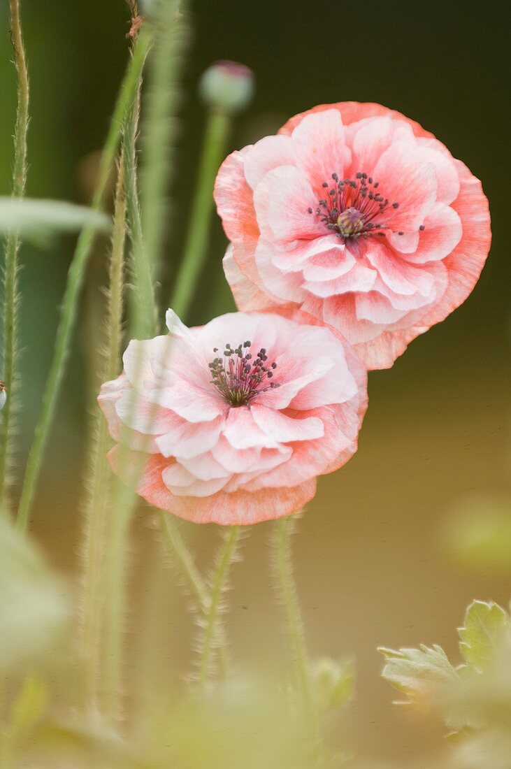 Pink double Shirley poppies