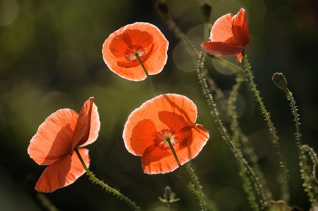 Red Shirley poppies