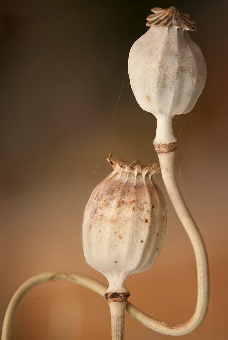 Opium poppy seedheads