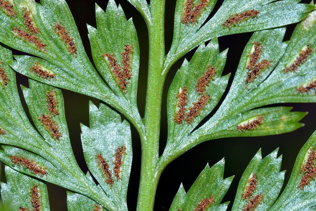 Irish spleenwort (Asplenium onopteris)