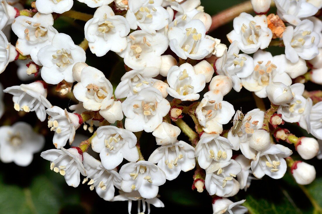 Viburnum tinus flowers