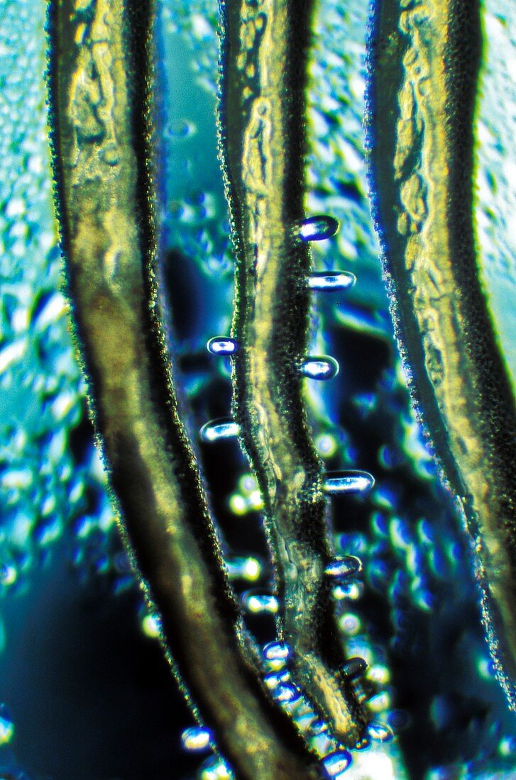 Mushroom gill,micrograph