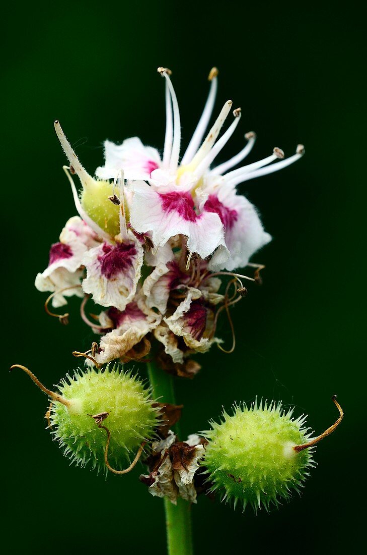 Horse chestnut flowers and fruits