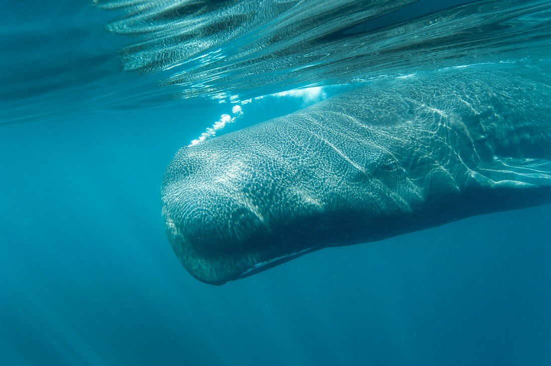 Sperm whale