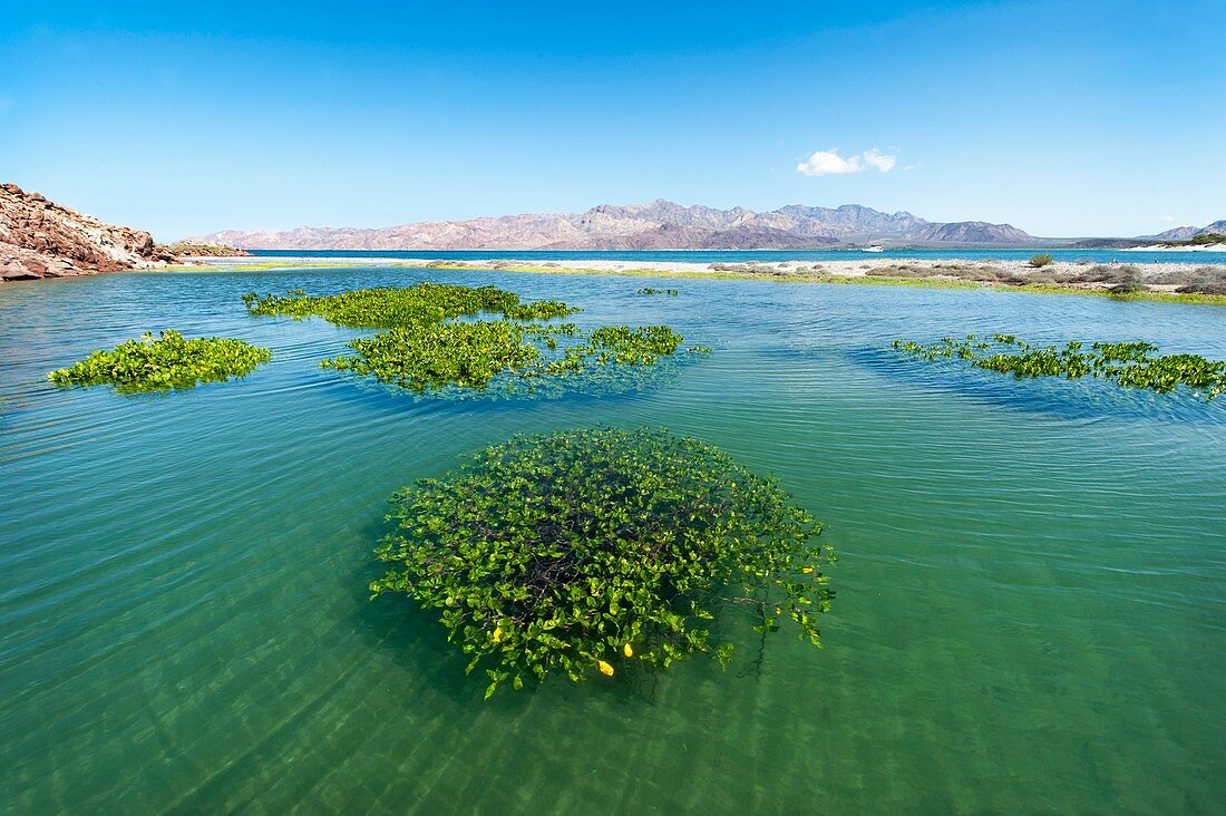 Red mangrove (Rhizophora mangle)