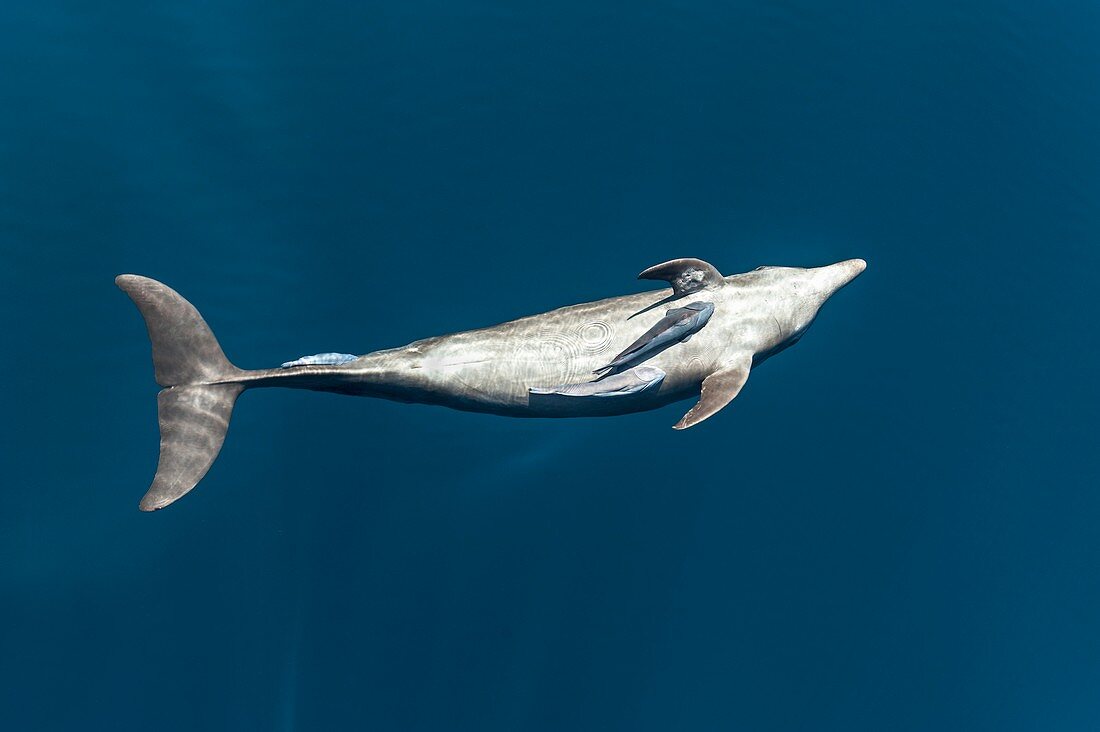Bottlenose dolphin and remora