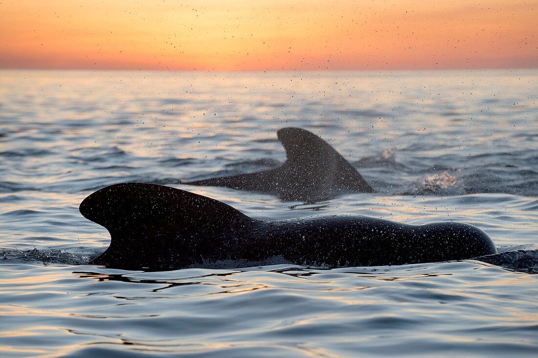 Pilot whales at dawn