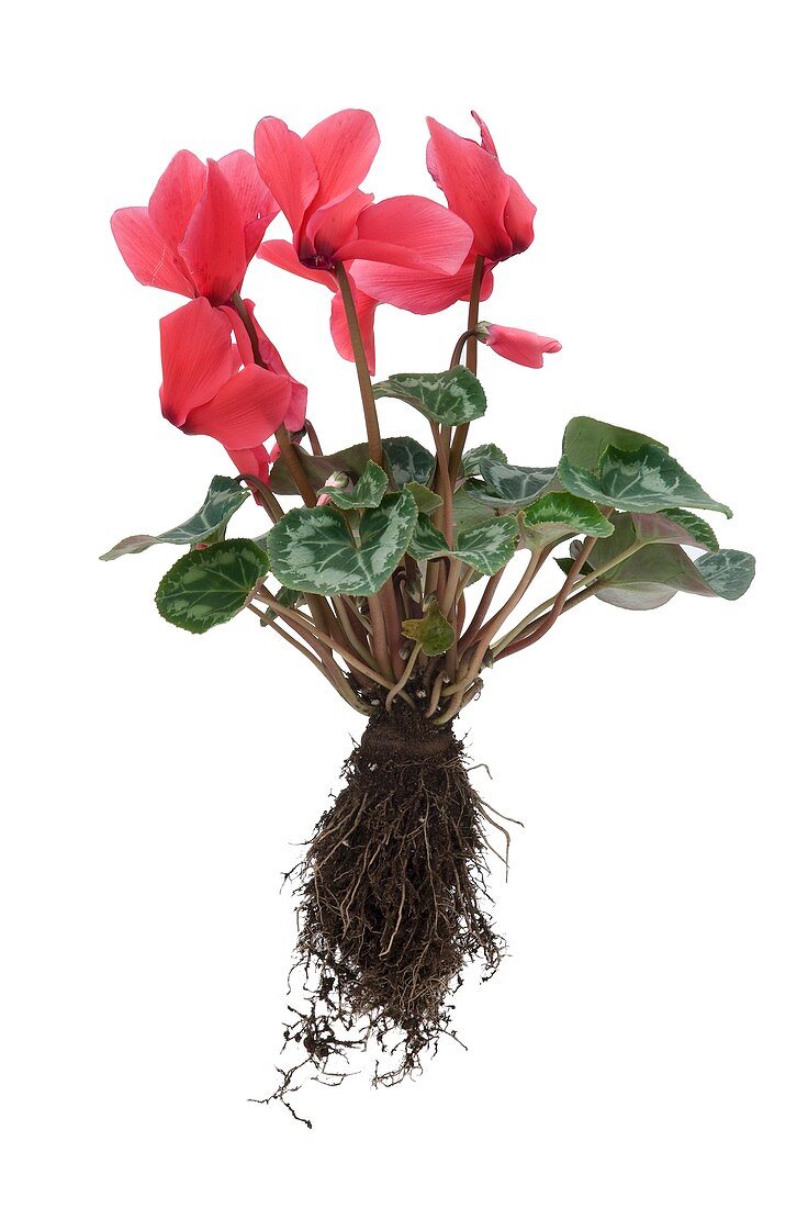 Cyclamen sp. plant in flower