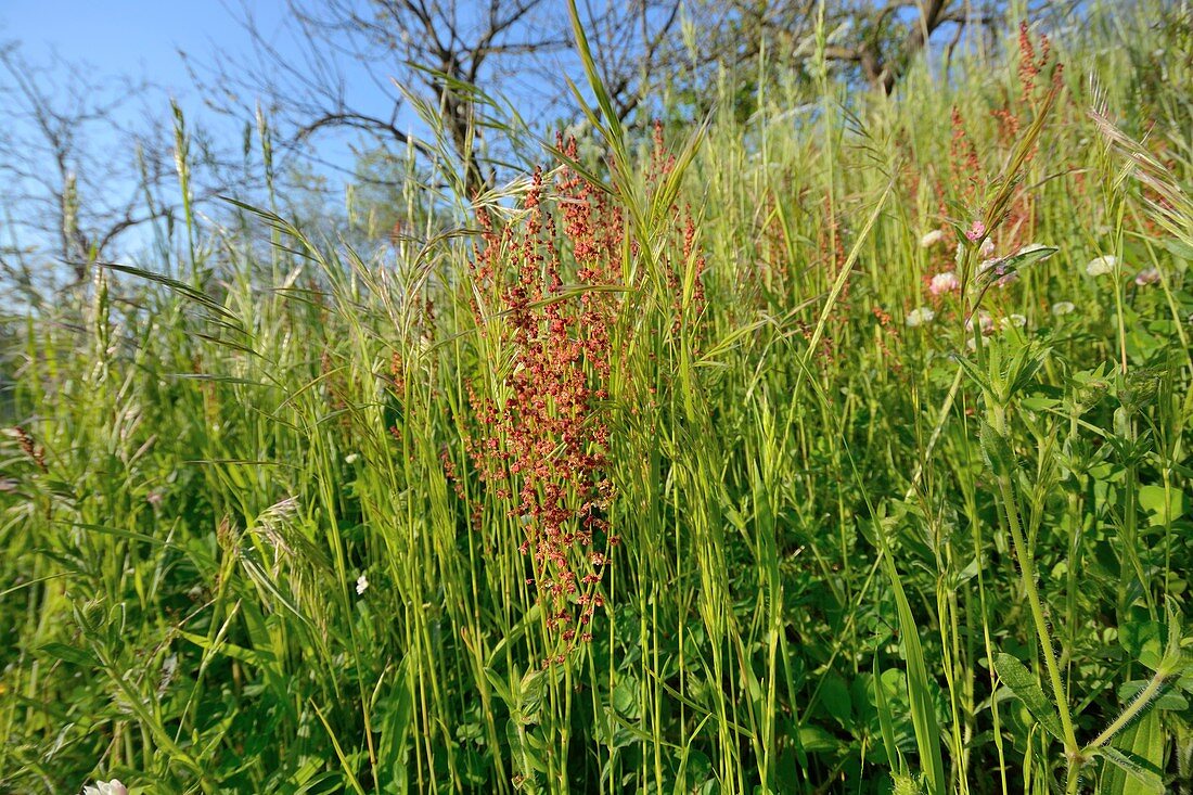 Field sorrel (Rumex acetosella)