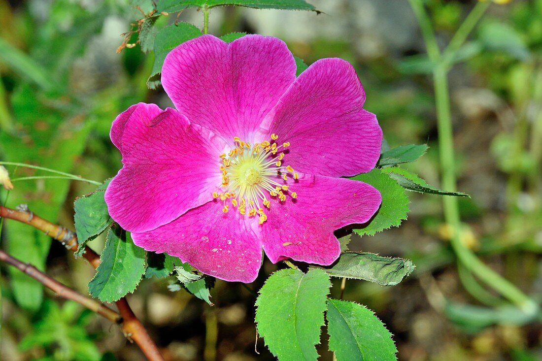 Rosa pendulina flower