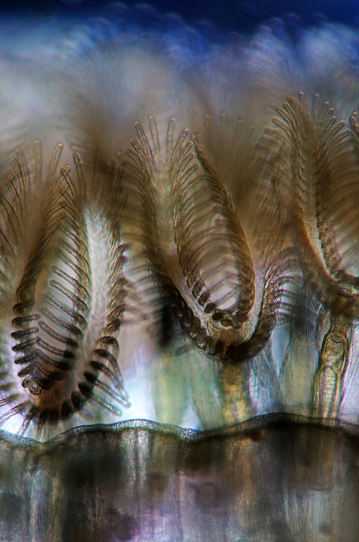 Bryozoans,light micrograph