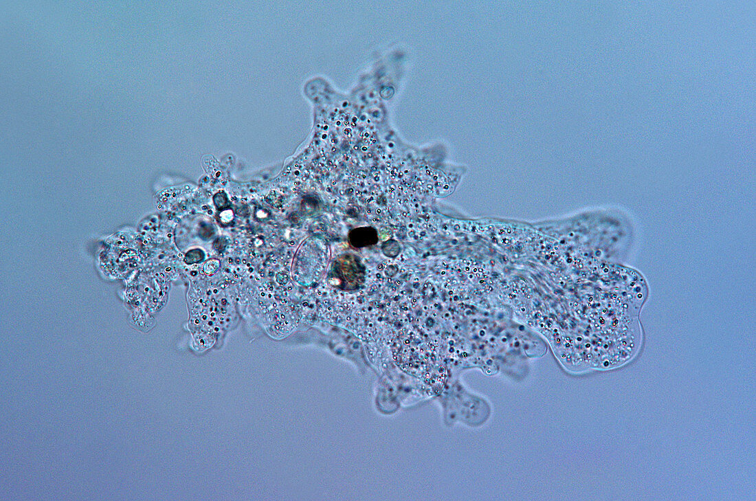 Amoeba protozoa,light micrograph