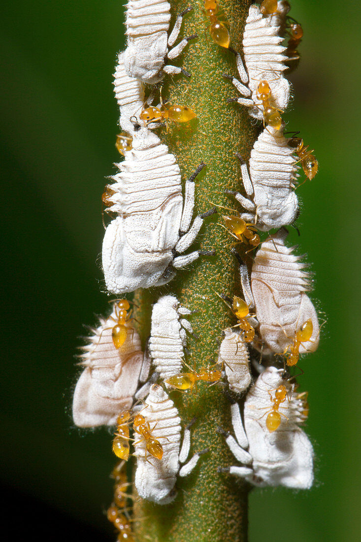 Ants tending planthopper nymphs