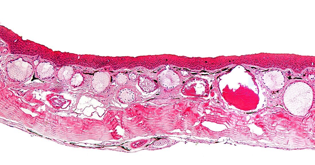 Toad skin,light micrograph