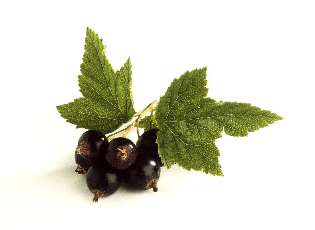 Schwarze Johannisbeeren