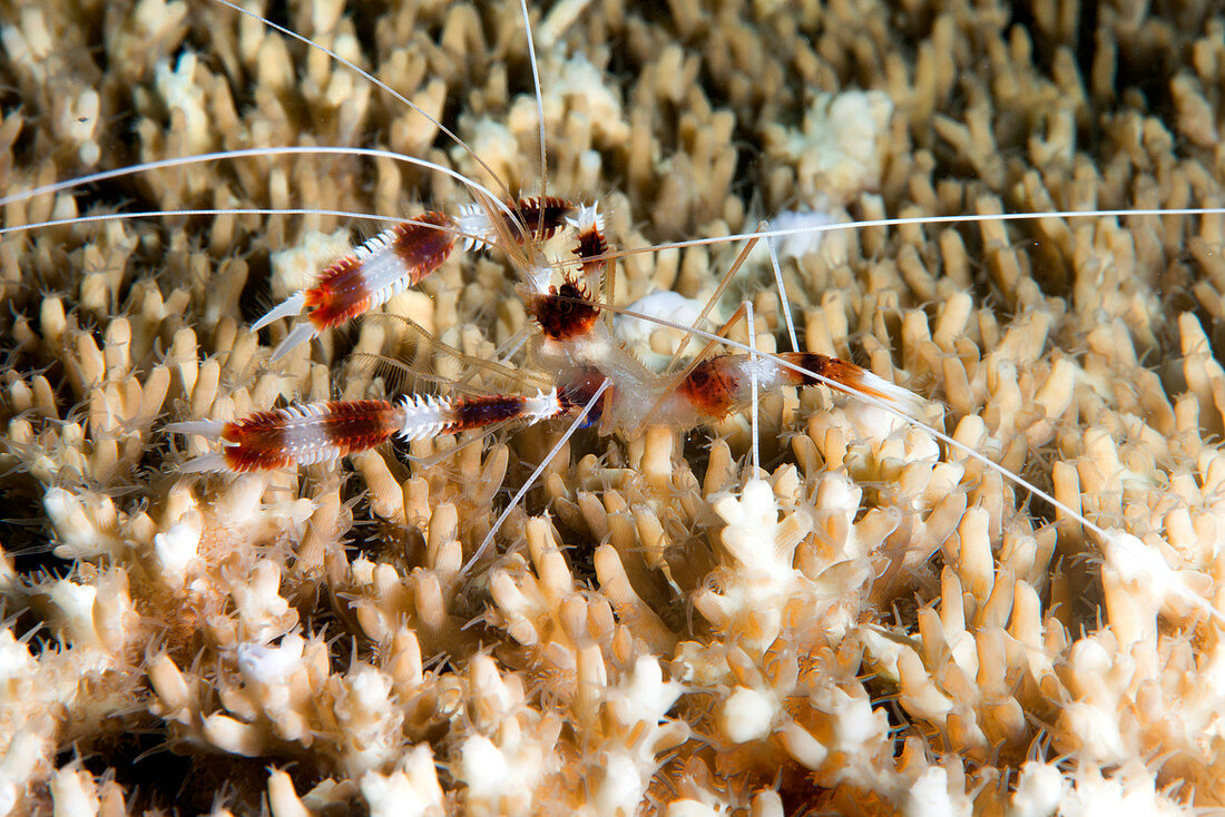 Cleaner shrimp on a reef