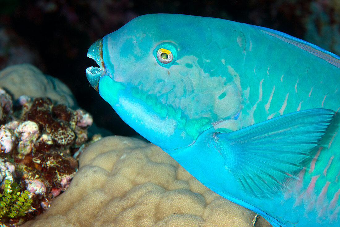 Indian steephead parrotfish on a reef