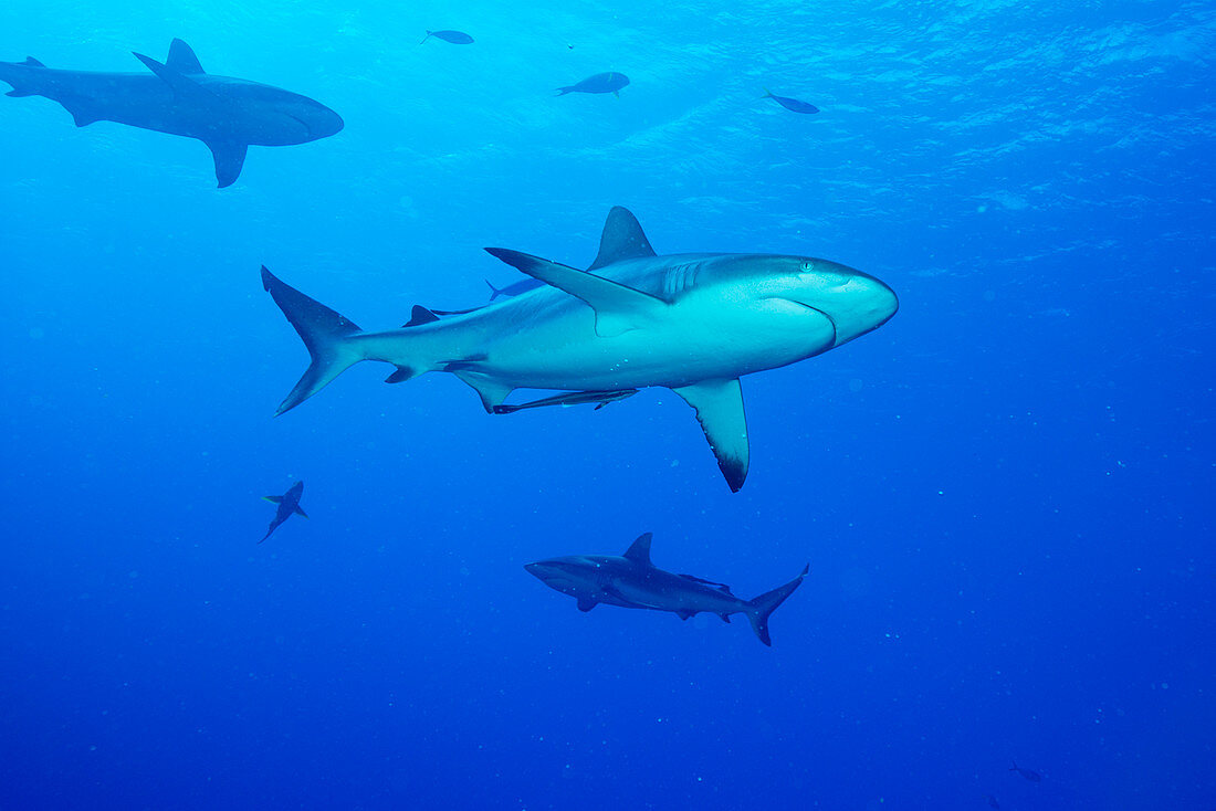 Whitetip reef sharks over a reef