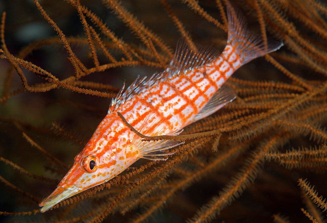 Longnose hawkfish on black coral