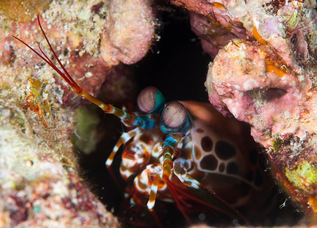 Mantis shrimp on a reef