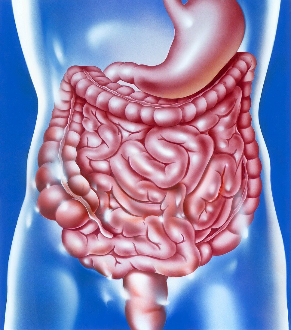 Digestive system,illustration