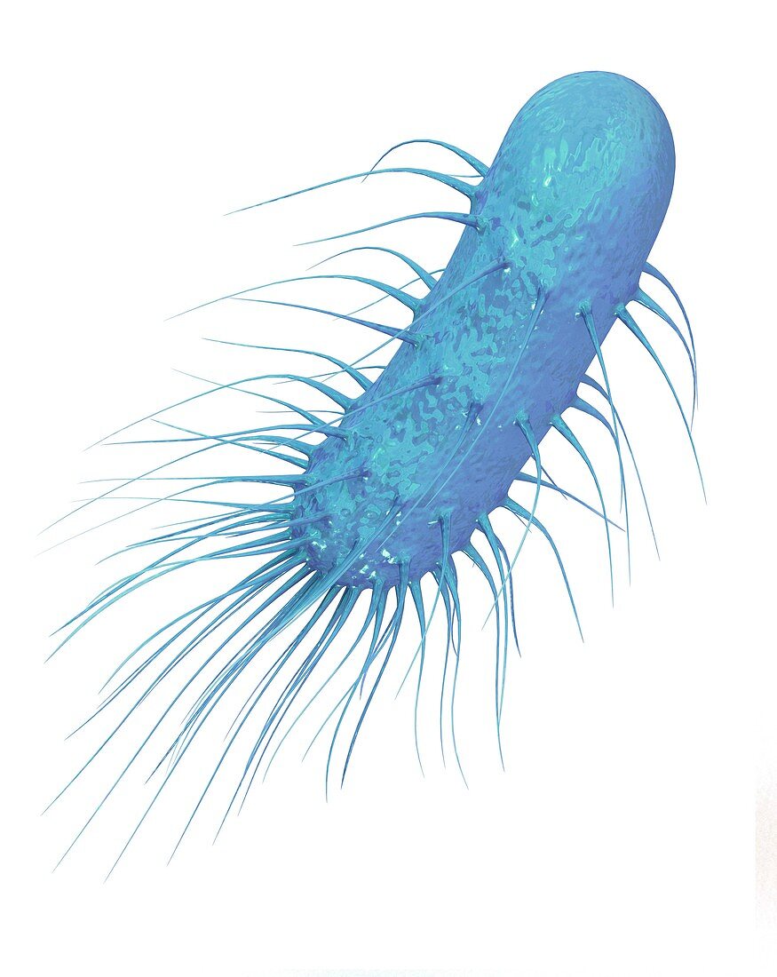 Bacterium,illustration