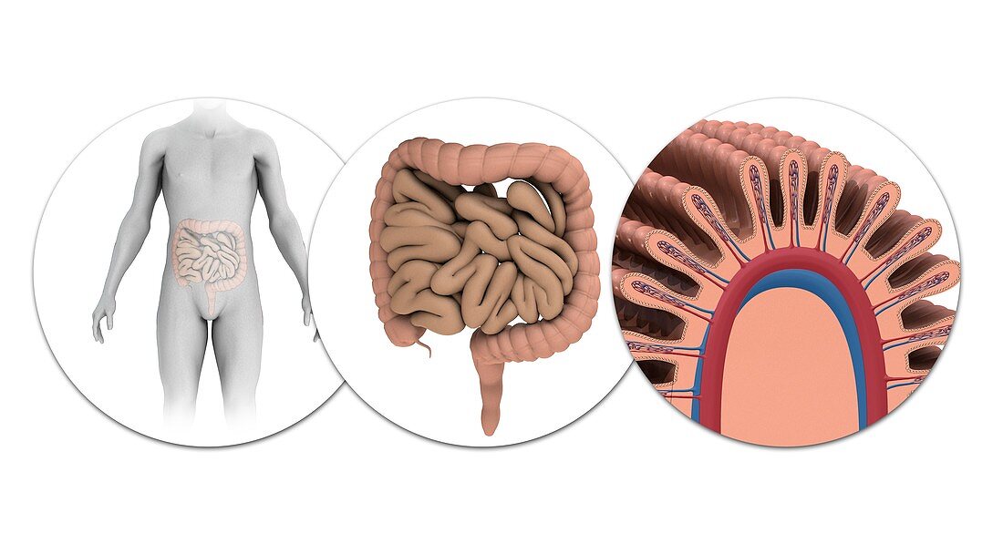 Human intestines,illustration