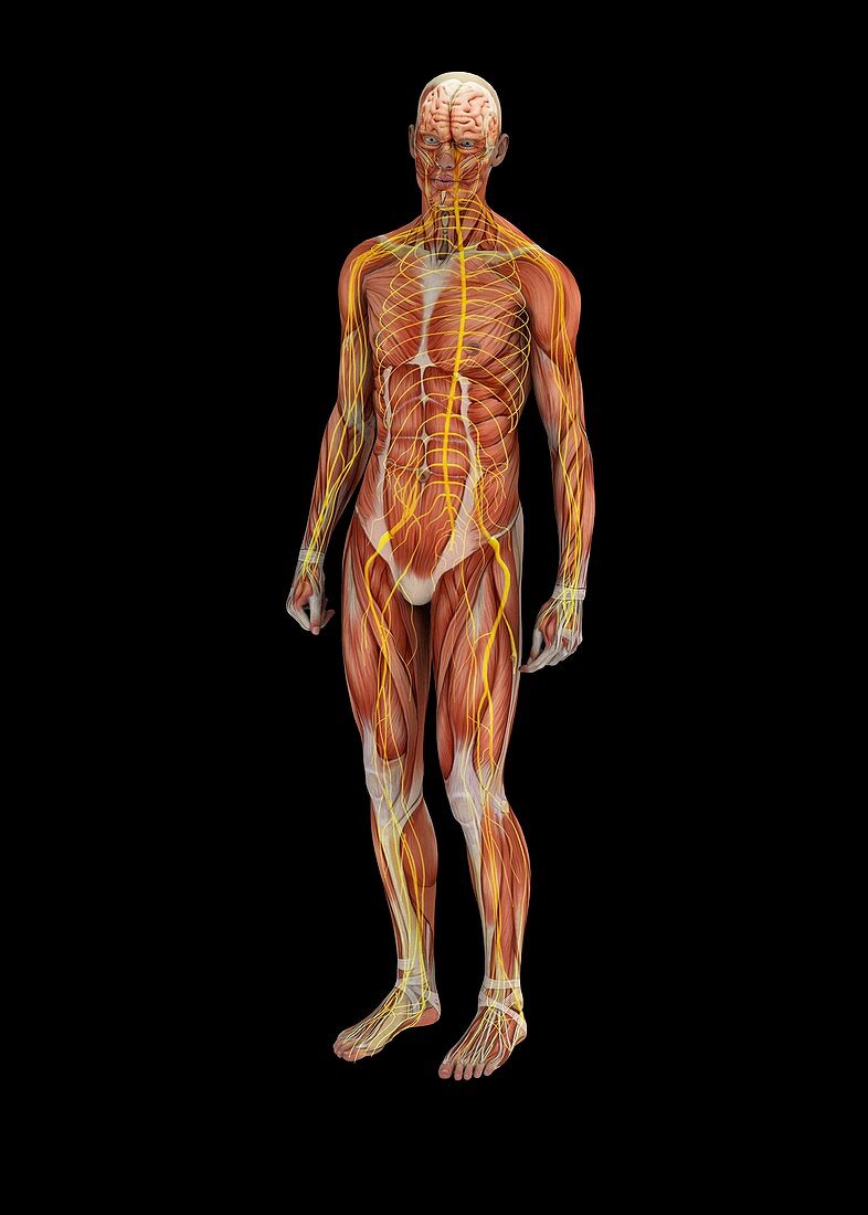 Human muscles and nerves,illustration