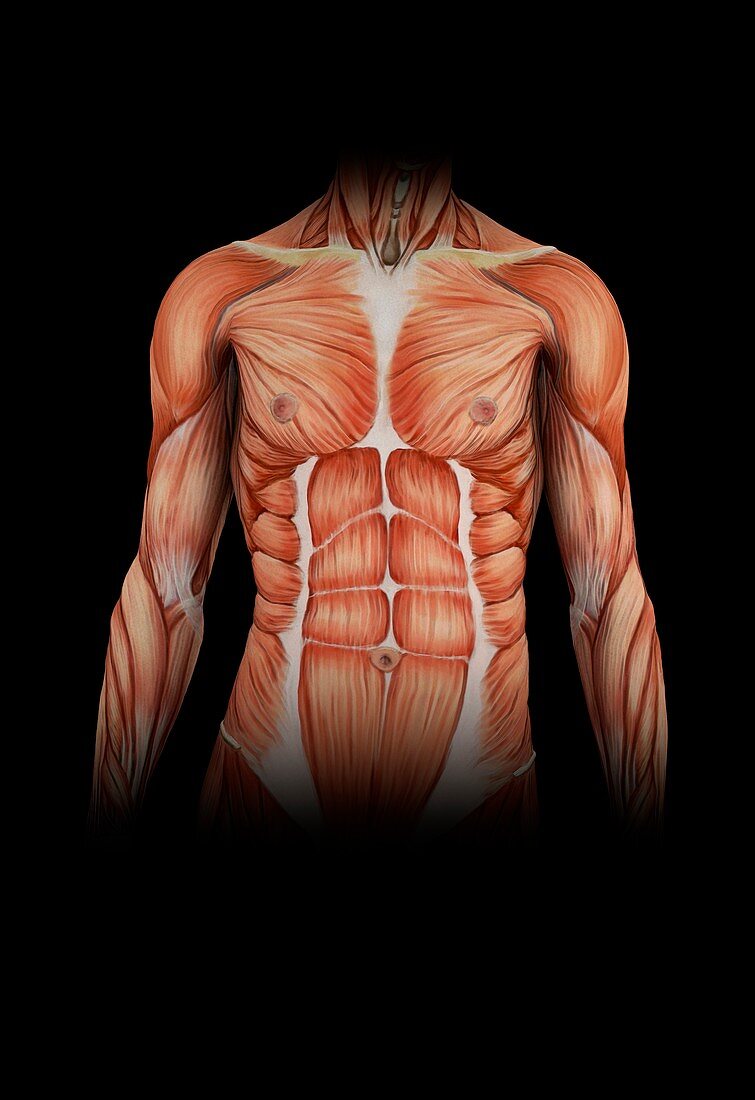 Human torso muscles,illustration