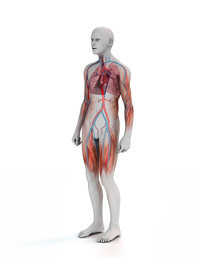 Cardiopulmonary system,illustration